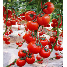 AT211 Niepan good fruit setting tomato hybrid seeds for greenhouse